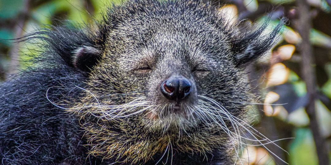 Пахнет кукурузой, обнимает деревья и путает учёных: 5 фактов о бинтуронге