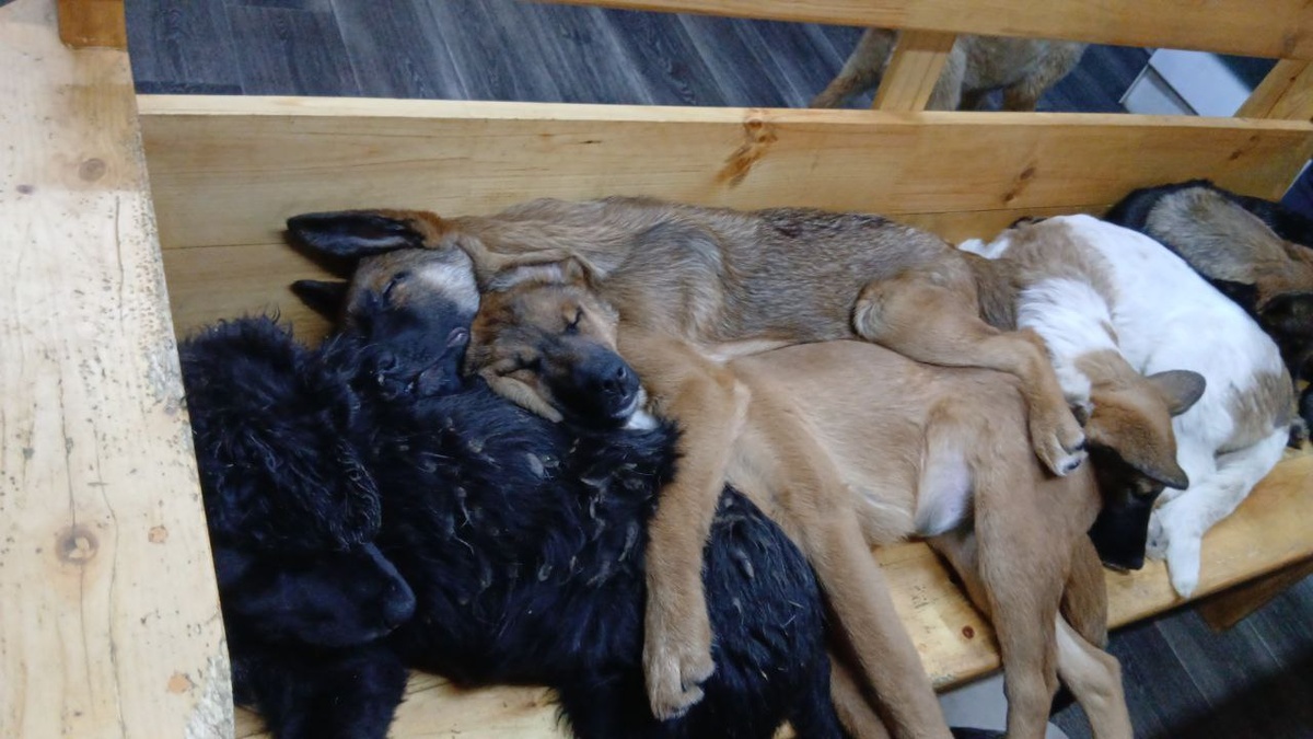 Даже в служебном помещении приюта не очень тепло. Подросшие щенки спят в обнимку друг с другом, так теплее и уютнее