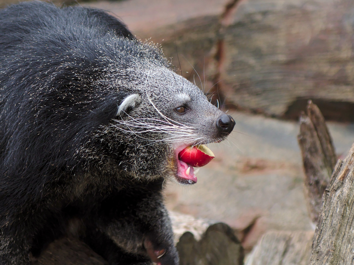 Фотография: FurLined, CC BY-NC-SA 2.0