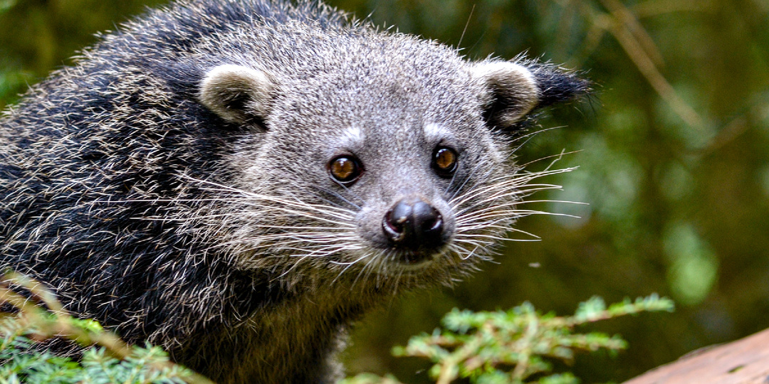 Любит инжир, сажает семена и громко кричит: 5 фактов о бинтуронге