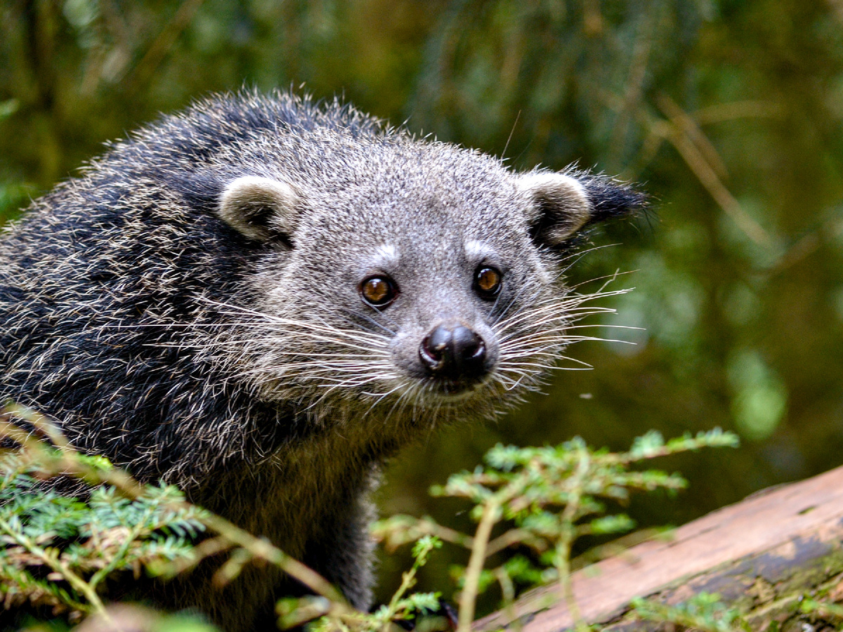 Фотография: Tim Strater, CC BY-SA 2.0