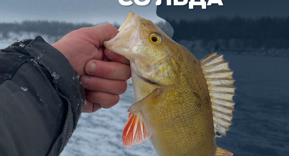 4 фактора успешной ловли окуня зимой