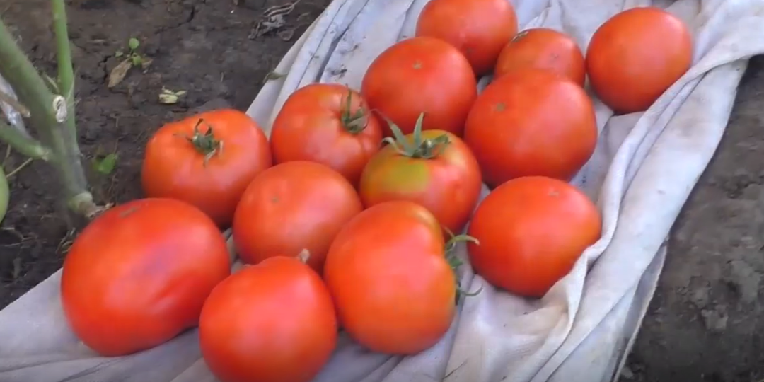 Распространенные сорта помидоров для Сибири, А - Я.