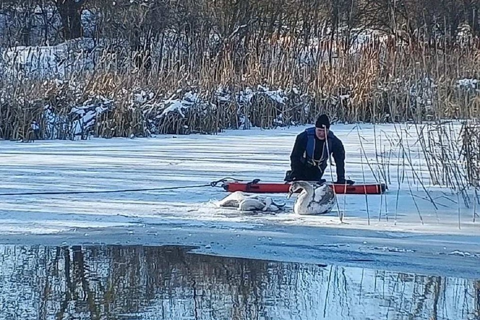    Дончанка не стала рисковать и самостоятельно спасать лебедя, позвав на помощь специалистов. Фото: Ростовская областная поисково-спасательная служба.