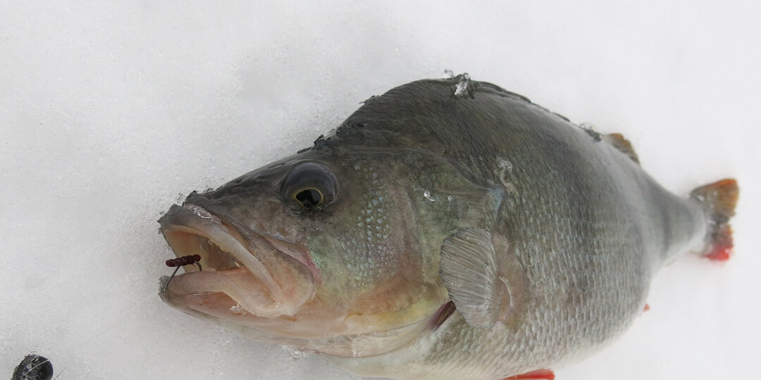 Петля и крючки для ловли окуня на балду