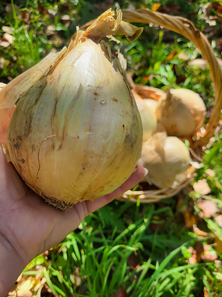 Лук Эксибишен. Фото 3 августа. Урожай собран.