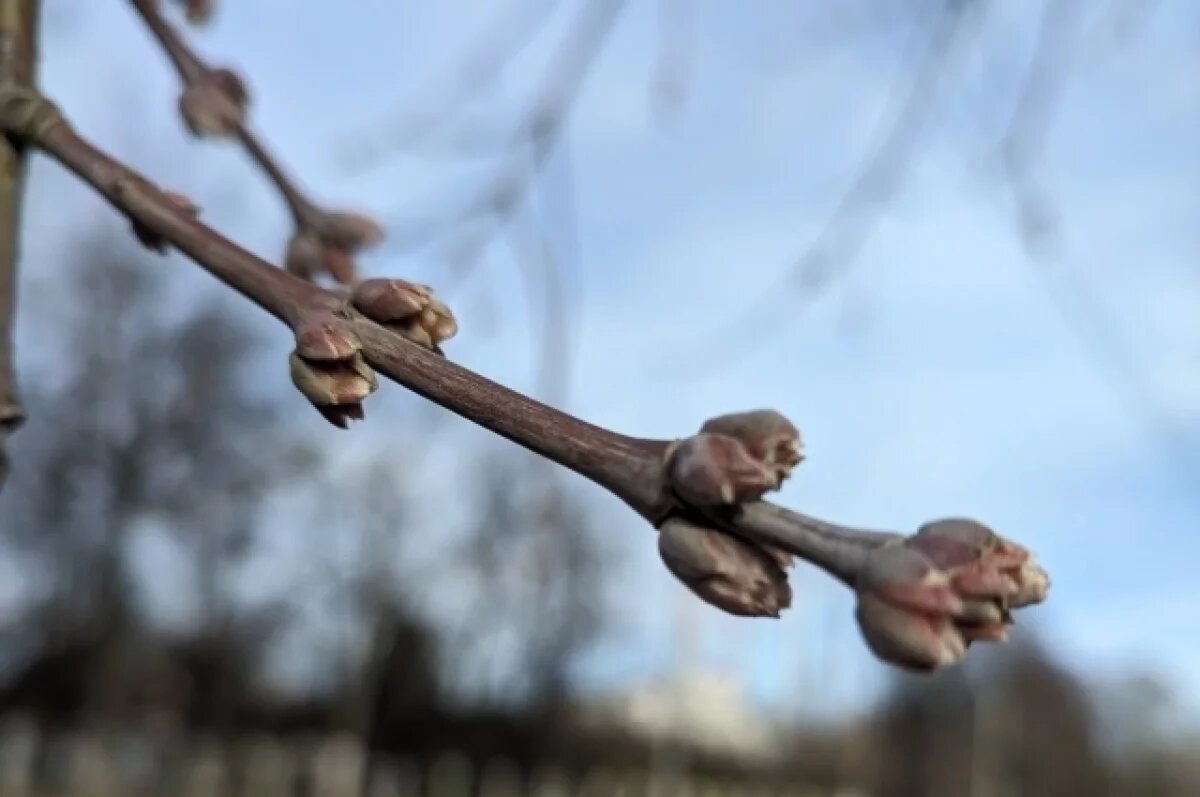    Зима уходит: Весна в Тверской области наступит раньше срока