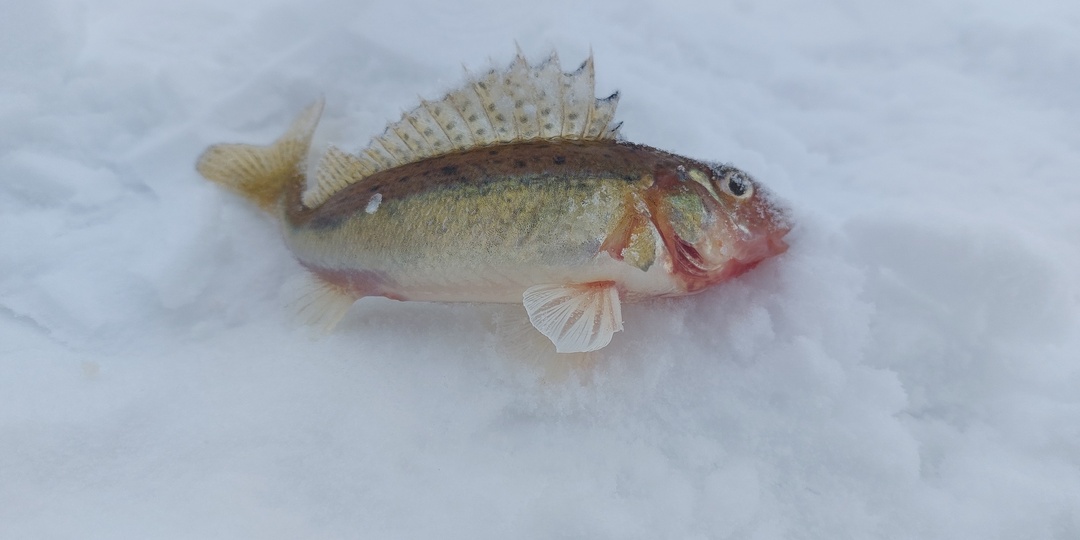 Корюшка. Форт Обручев. 20 января 2026 года.