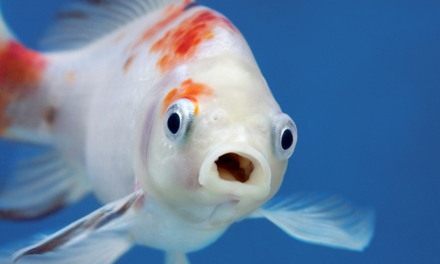 Шестое чувство у рыб