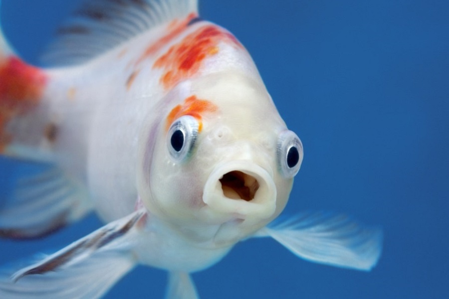 Да, и на золотой рыбке тоже можно рассмотреть боковую линию. Фотография из интернета