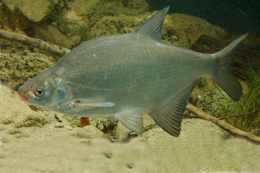 На обыкновенном леще отлично видна боковая линия. Фотография из интернета