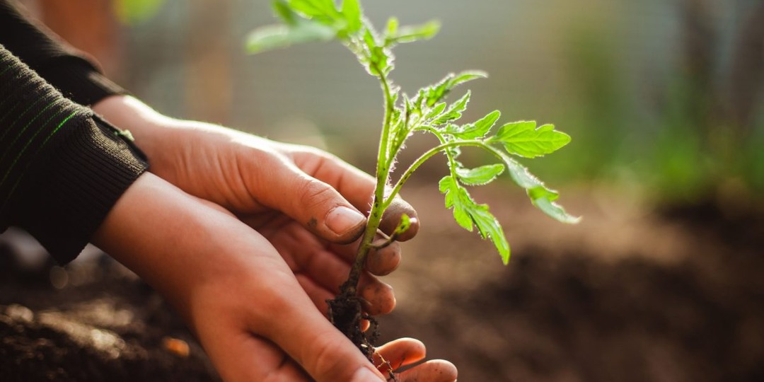 Томаты в пелёнках — выносливая рассада по методу Галины Кизимы