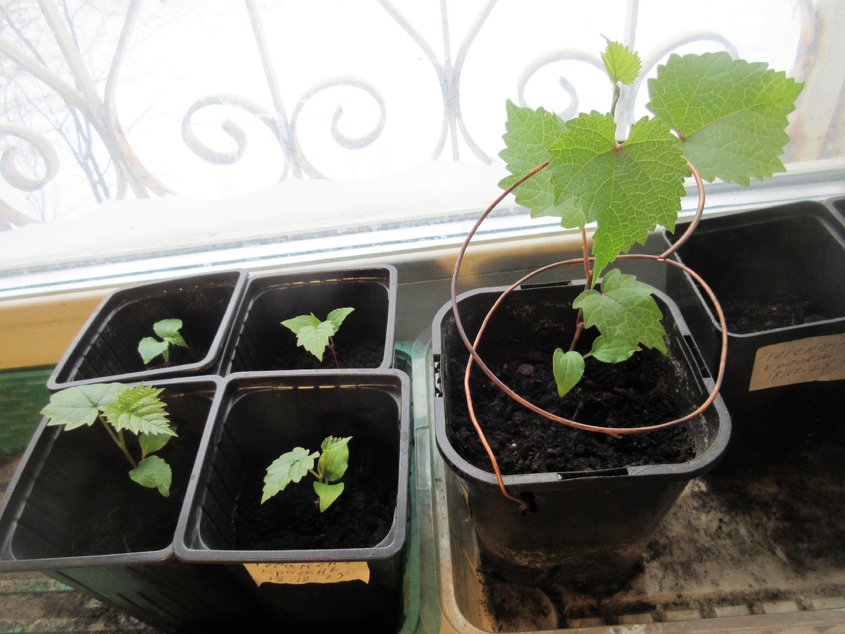 Конец медной проволоки пропущен в отверстие стенки контей нера и заглублен в почву. Видна разница в развитии сеянца со спиралью и остальными сеянцами. Все возрастом 1 месяц. 