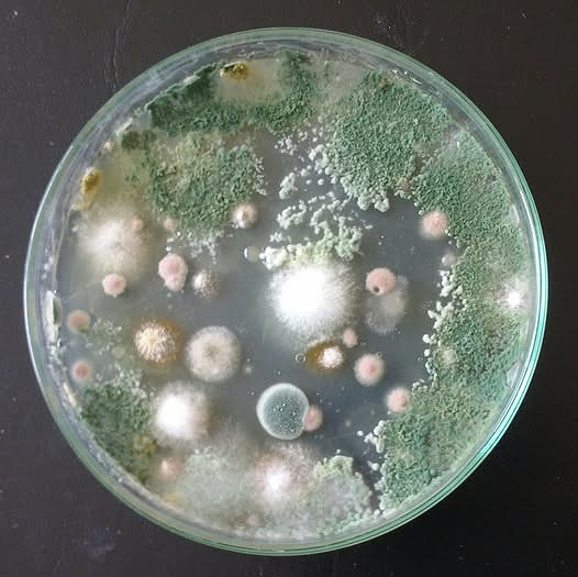 Думаете, это просто плесень? Нет! На этой чашке Петри, как минимум, 3 полезных грибка, уничтожающих белокрылку.