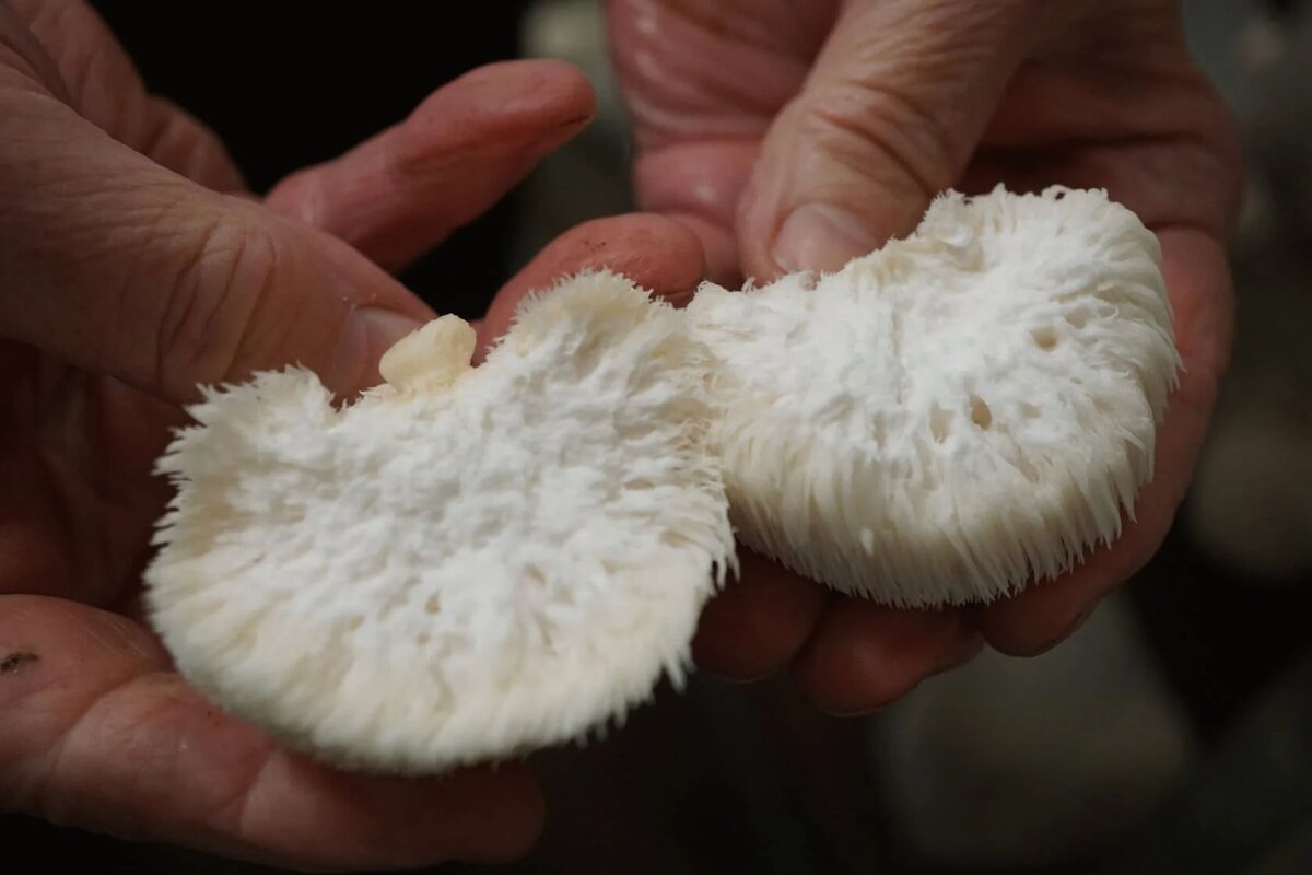 Изнутри чем-то даже похож на мозг