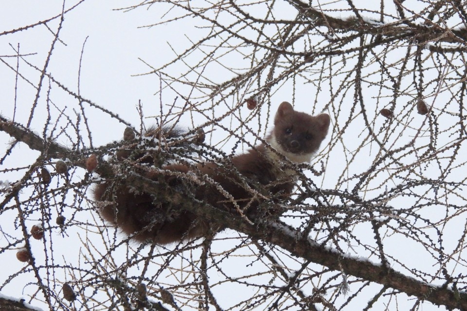   21 января Дворцовый сад посетила куница. Фото: vk.com/tvergallery