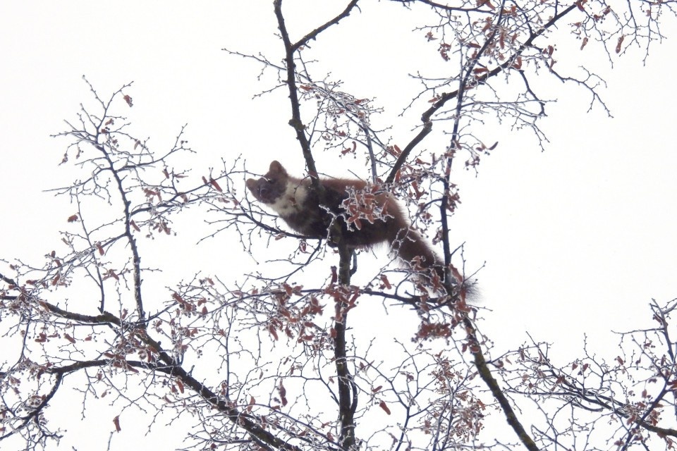    Хищная эквилибристка. Фото: vk.com/tvergallery