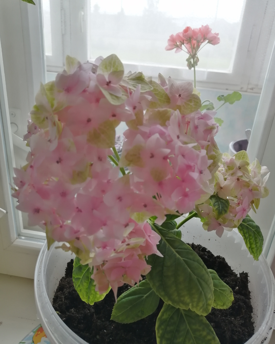 Бесконечное лето. Май 2025г