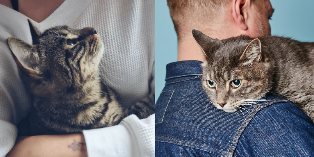 Кого кошка считает главным в доме