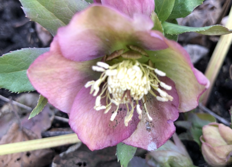 Раньше я думала, что Морозники на Урале не растут