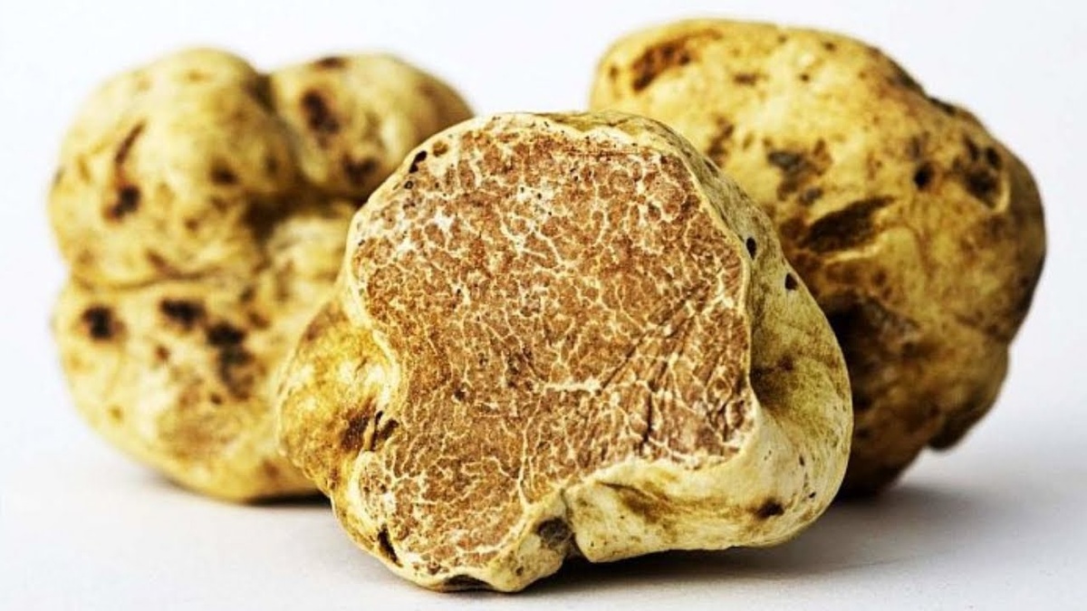 Мал гриб, да пахуч...