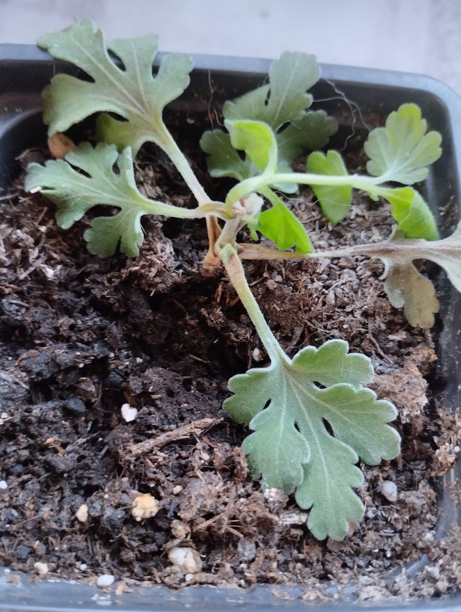 Фото подписчицы. Фузариоз 