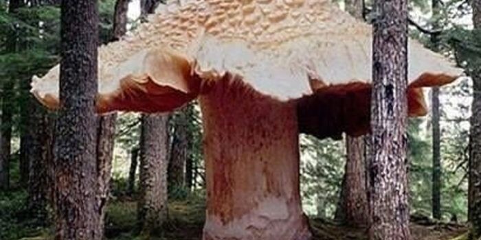 Самый большой гриб и организм выглядит не так…