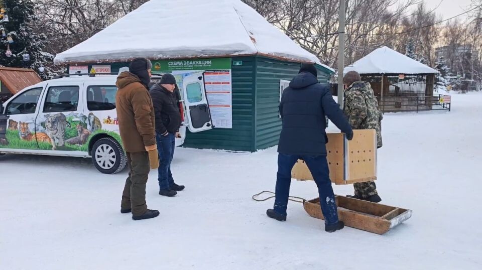    Транспортировка манула Пепе. Источник: max.ru/zoo22ru