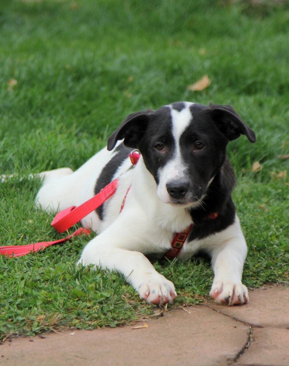 Учусь ложку с вилкой держать, то есть ходить на поводке:)