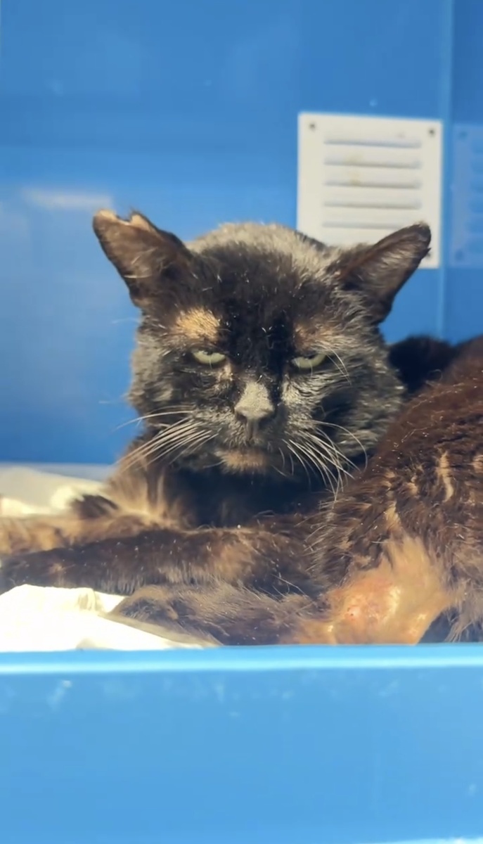 Вот так сейчас выглядит Бегемот. 