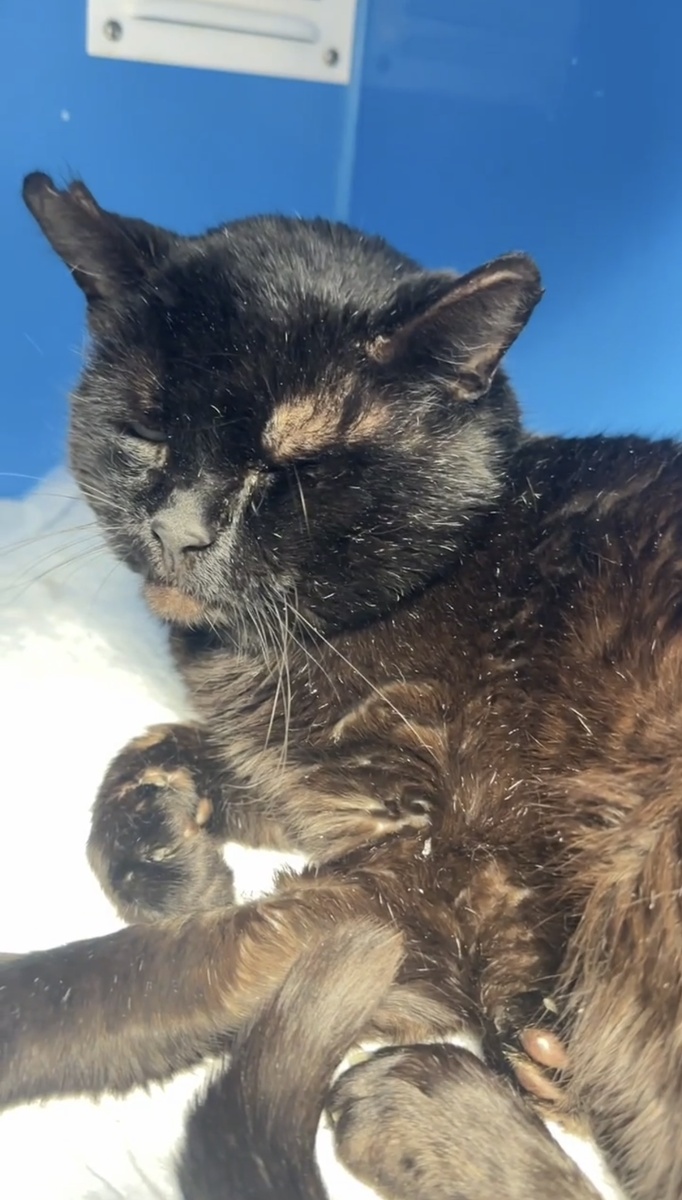 Свалявшийся, нечесаный и крайне недовольный. Это понятно! Кто же любит лечиться. Фото из архива автора