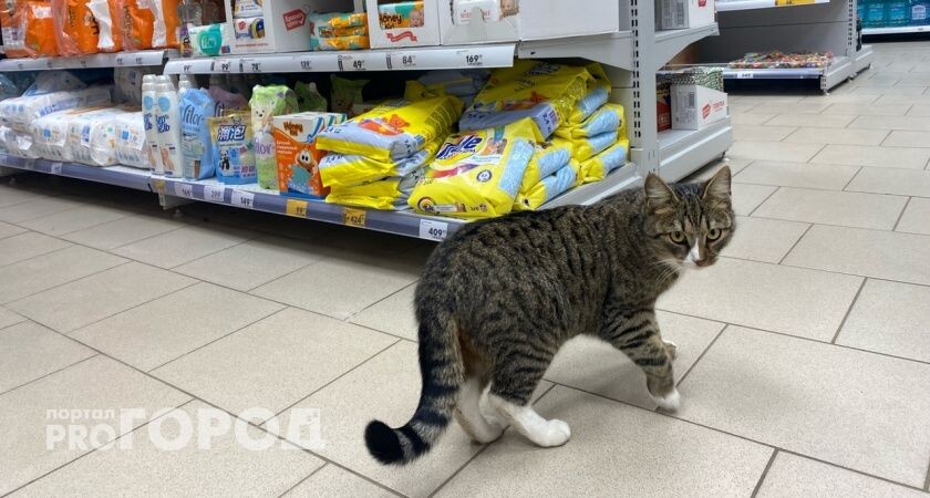 Первый в России мобильный госпиталь для животных отправят на Донбасс из Волгограда