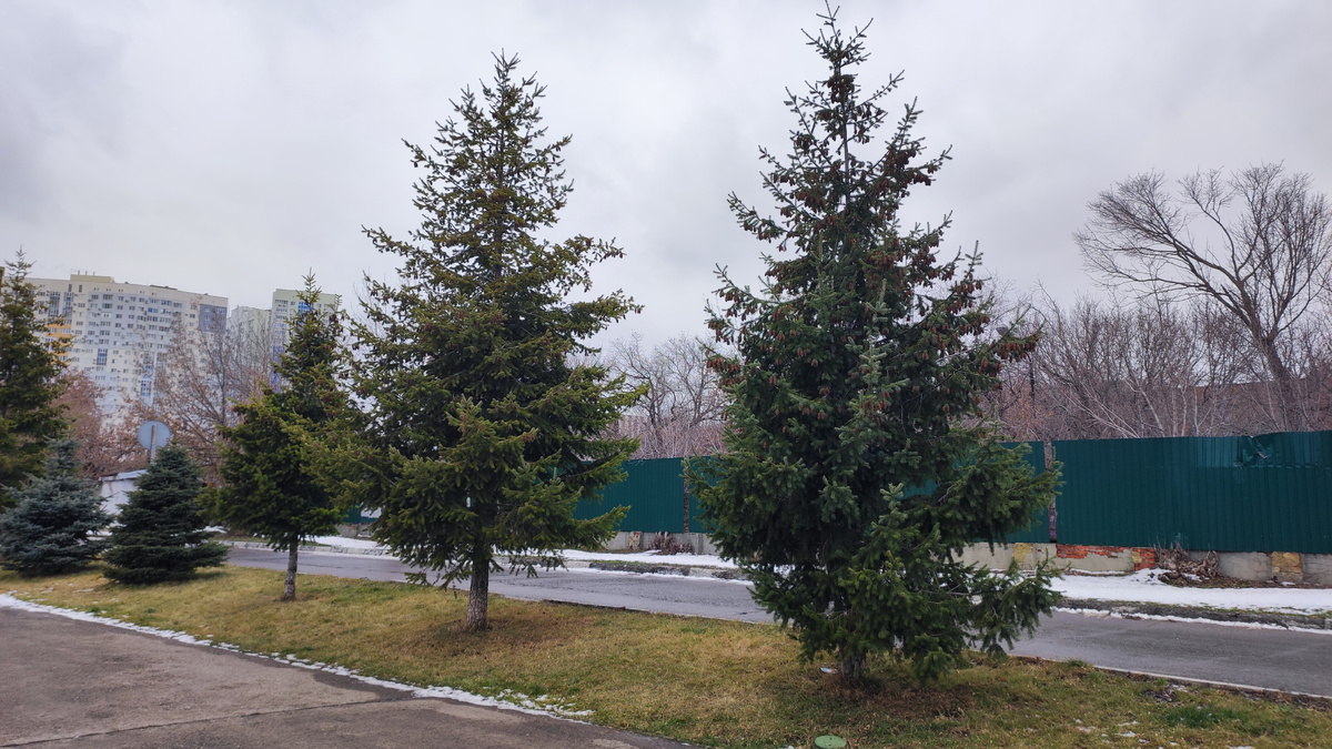 Габитус дерева