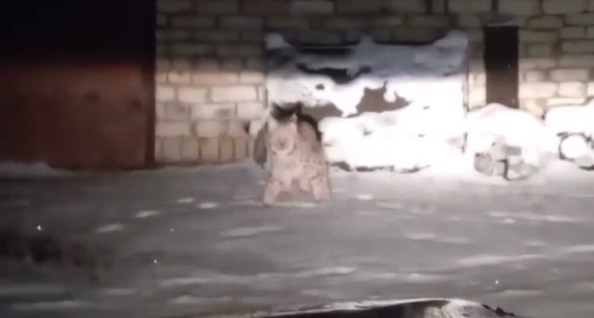    Это случилось в Рыбинске, ВК