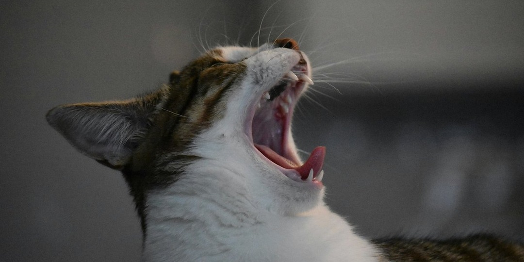 Почему у кошки выпадают зубы и что с этим делать
