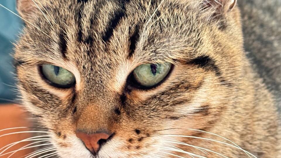 Операция «Котозавр-3000»: Возмездие золотой кошки