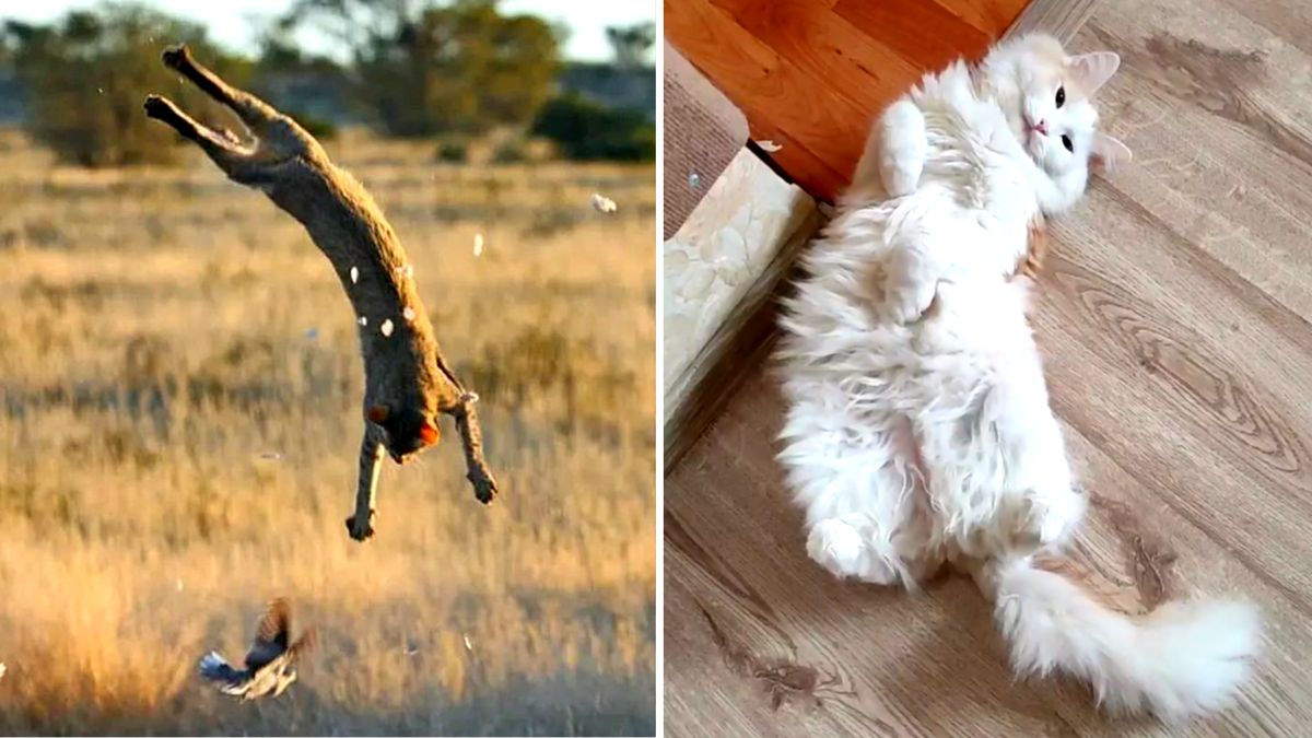 Слева: древняя кошка, справа - современный кот. Вот бы наши предки удивились, увидев современного котика. 