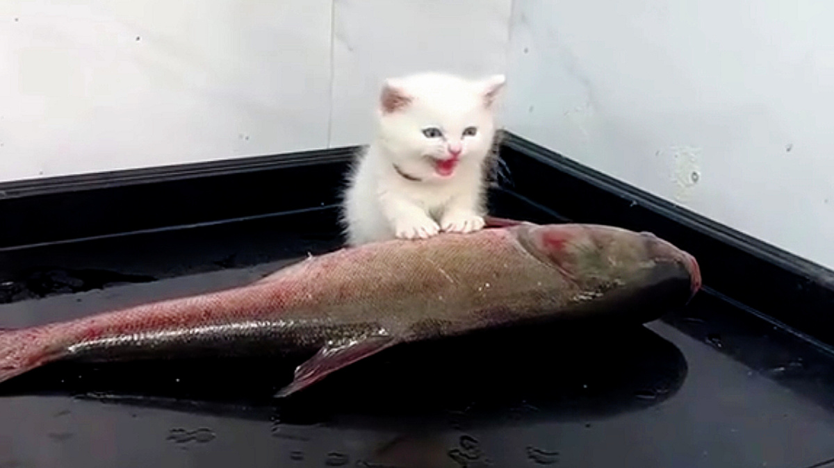 Когда ты с дества "Рыбовая душа"