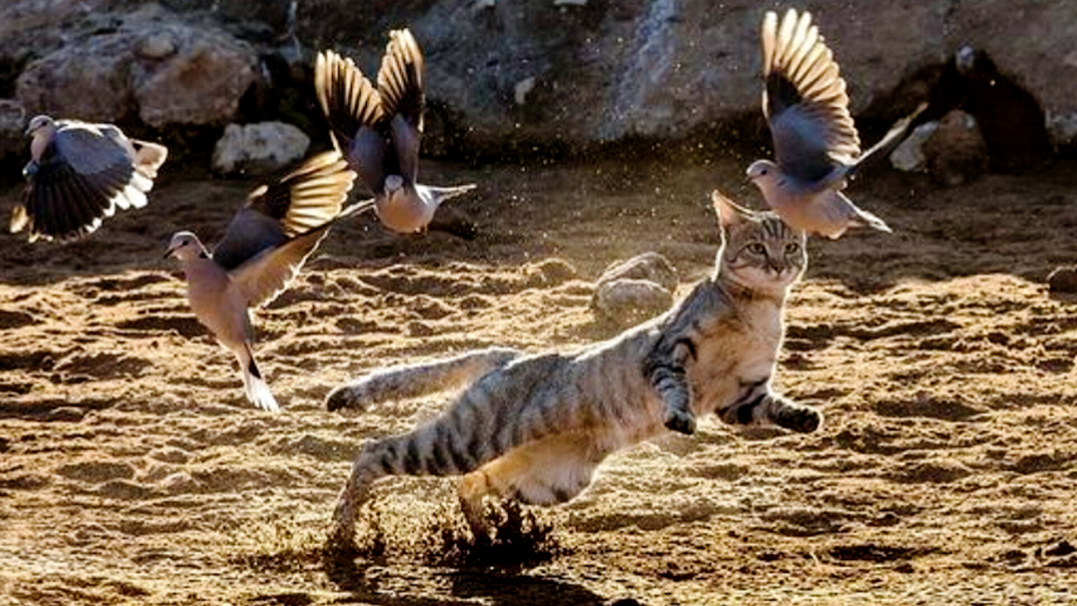 Зачем им рыба, когда вокруг было много дичи, не требующей мочить лапки