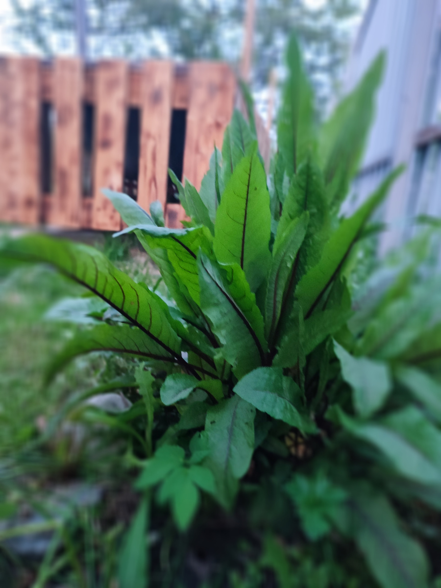 Щавель в моем саду. Кровавая Мэри 