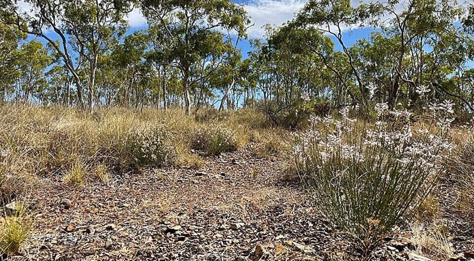   Thomas Mesaglio et al. / Australian Journal of Botany, 2026