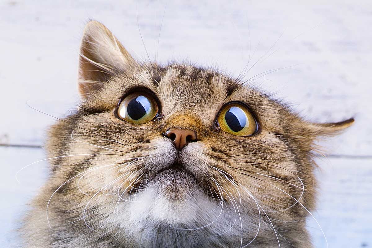 Фото с сайта: https://sprashivalka.com/questions/877263e2/а-вот-мне-что-то-не-понятно-со-змеем-всегда-рисуют-змея-на-дереве-который-уговар