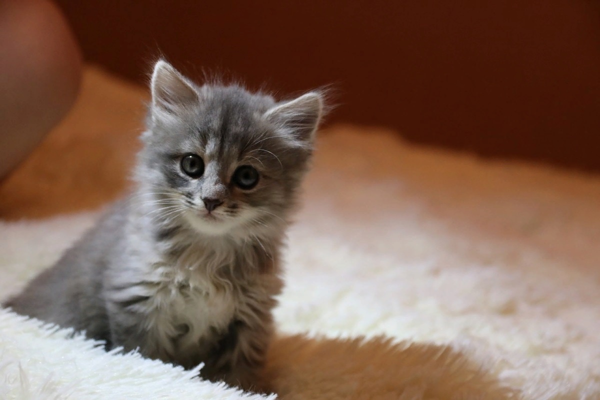 Фото с сайта: https://flectone.ru/kotyata-1-5-mes.html