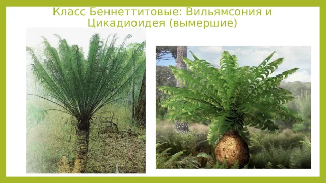 Краткая история эволюции растений. Несостоявшиеся предки Цветковых