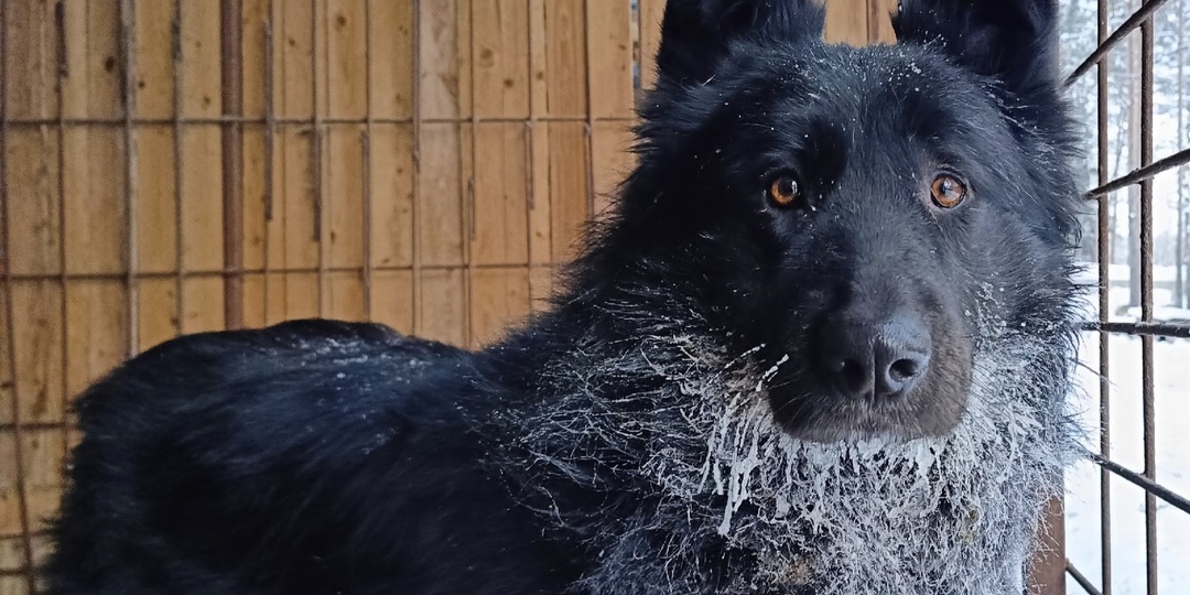 Зара — это украшение любого дома и верный друг, которого не встретишь на каждом шагу