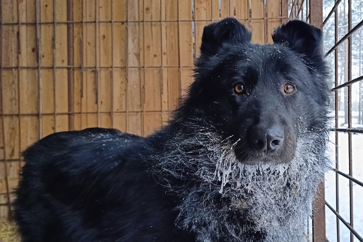 Зара - чёрная жемчужина приюта .
