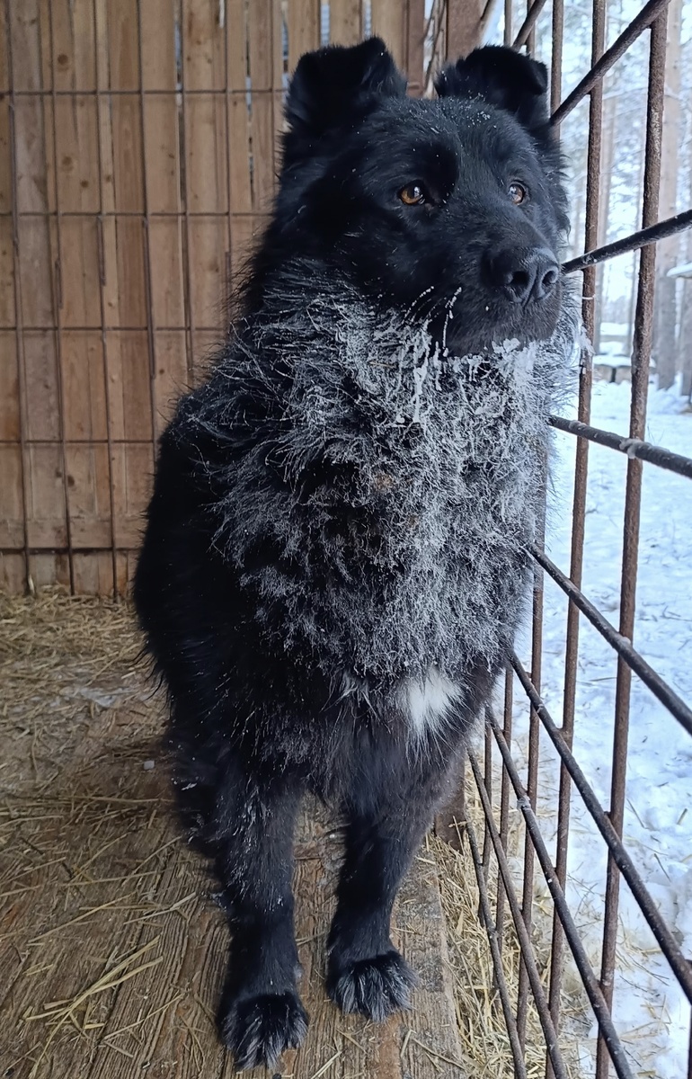 Грустный взгляд направлен на ворота приюта.
