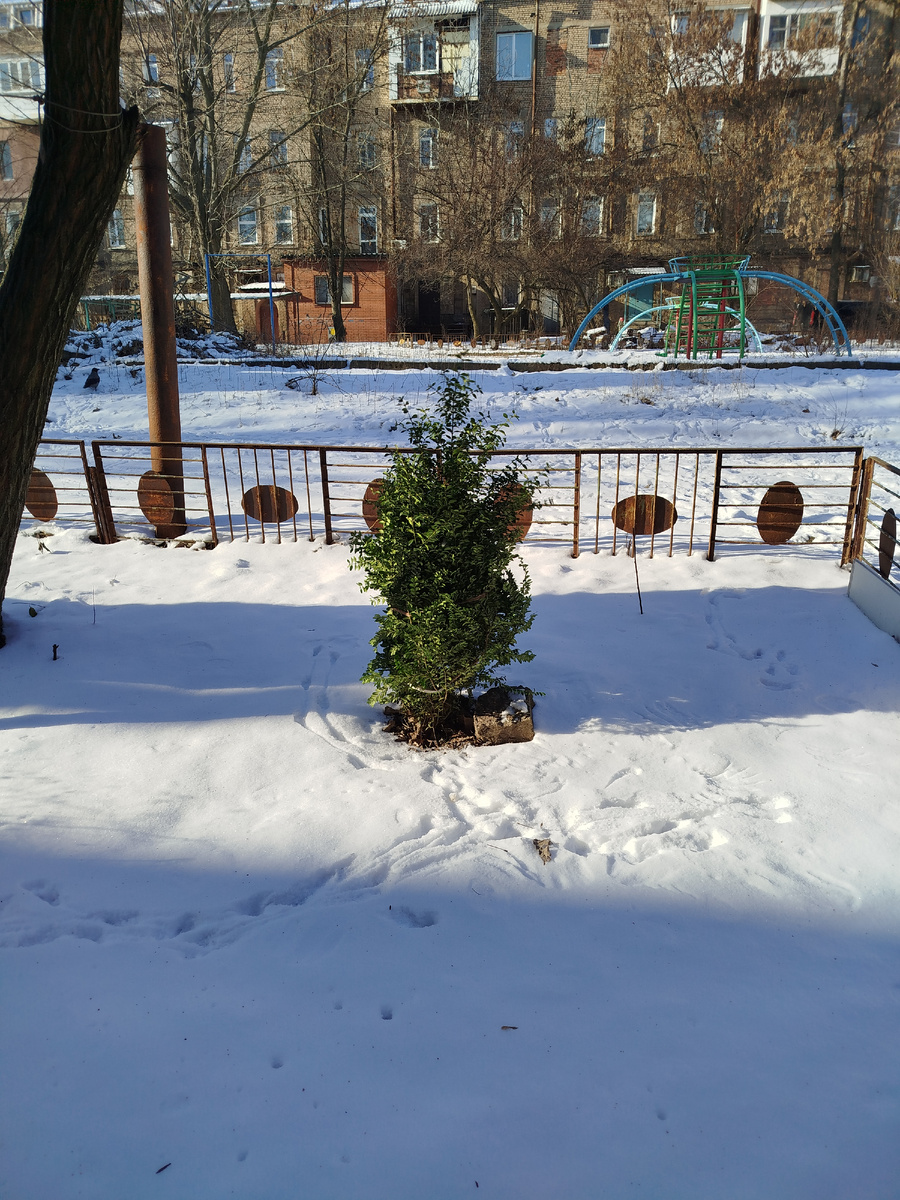 Вечнозелёное растение в заснеженном палисаднике зимой.