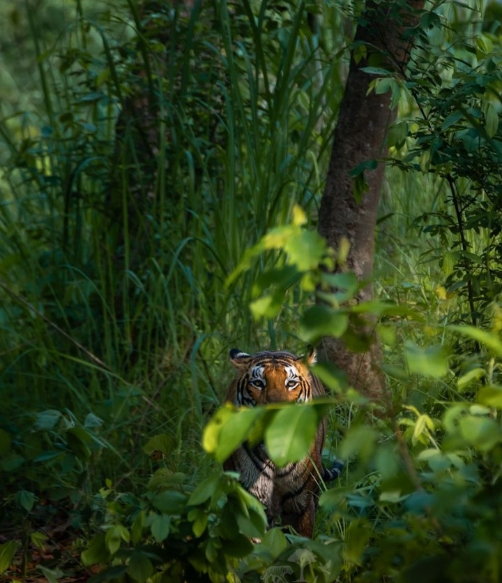 Мне не нужно рычать, чтобы ты замер в ужасе.