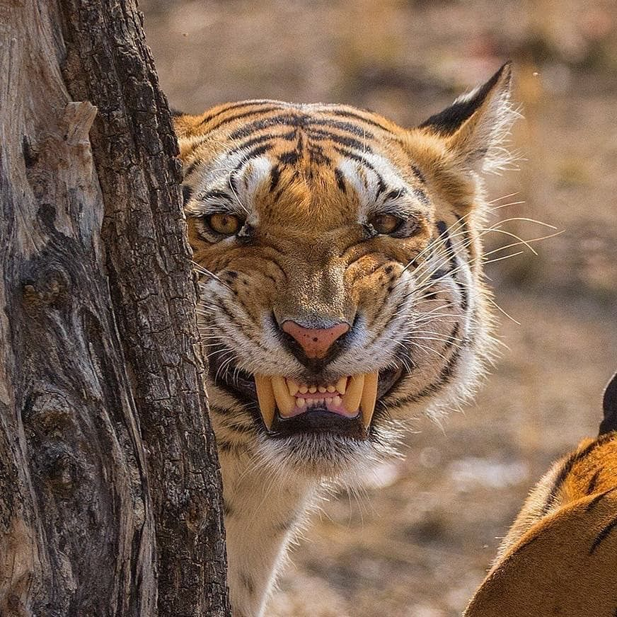 ����� ���� ��������� ����� ������������� � �������. 